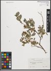 Foto von Salix starkeana Willd.